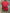 BODY BEBE MANCHESTER UNITED