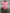 BODY BEBE FC Barcelona ROSA