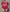 BODY BEBE REAL MADRID ROSA